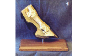 Horse Science Basic 3-D Hoof Model 